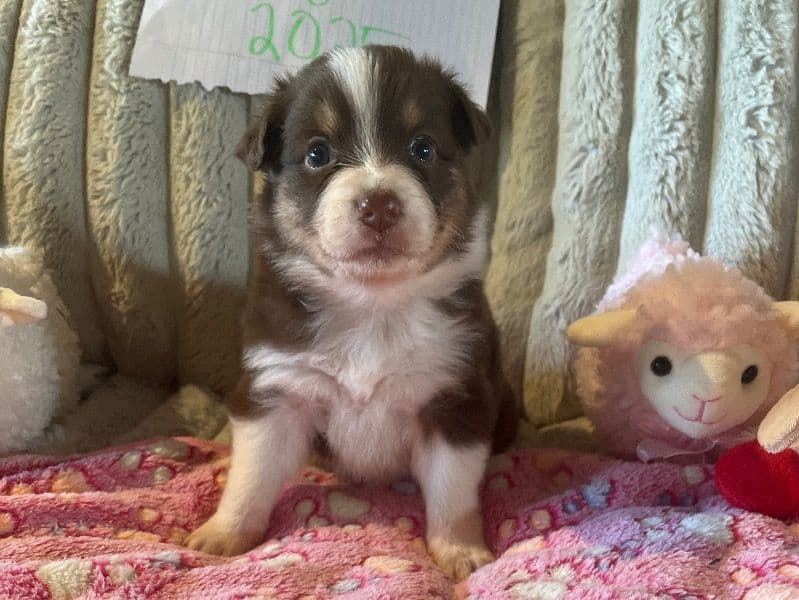 Zoey primary photo