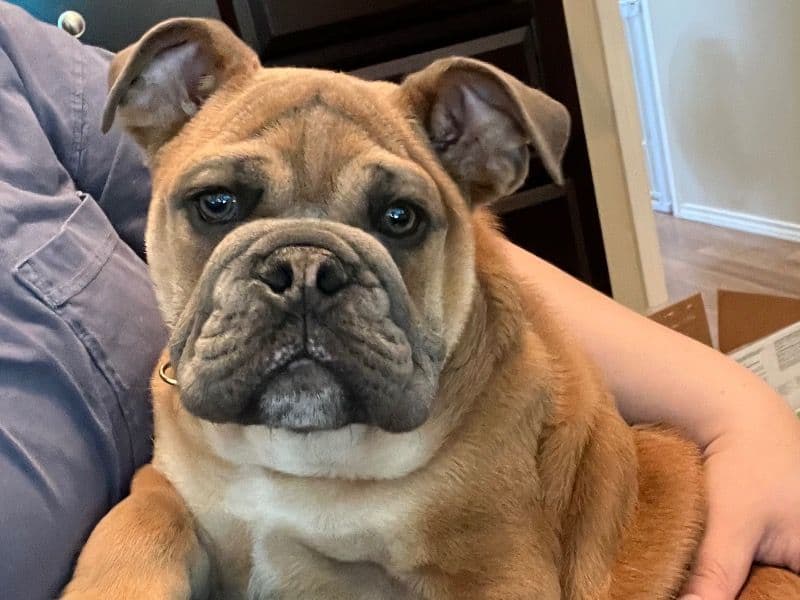 Brutus primary photo