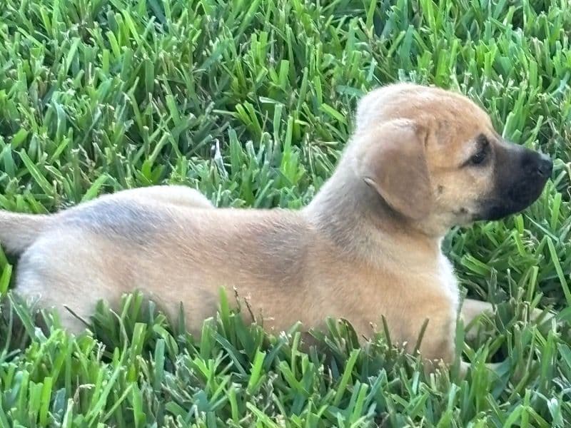 Cookie primary photo