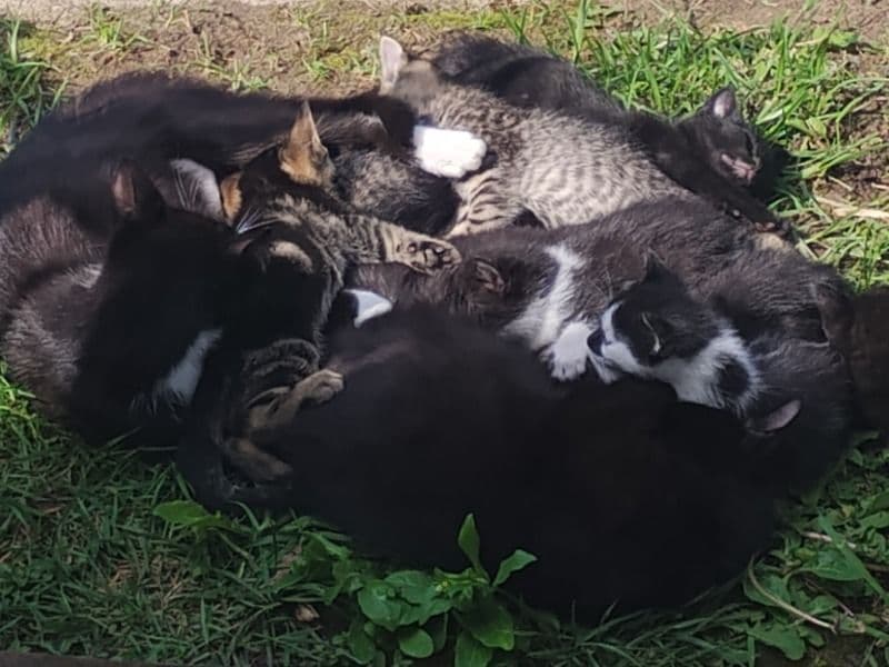 Kittens primary photo