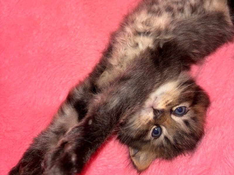 Kitty Full Blooded Maine Coon primary photo