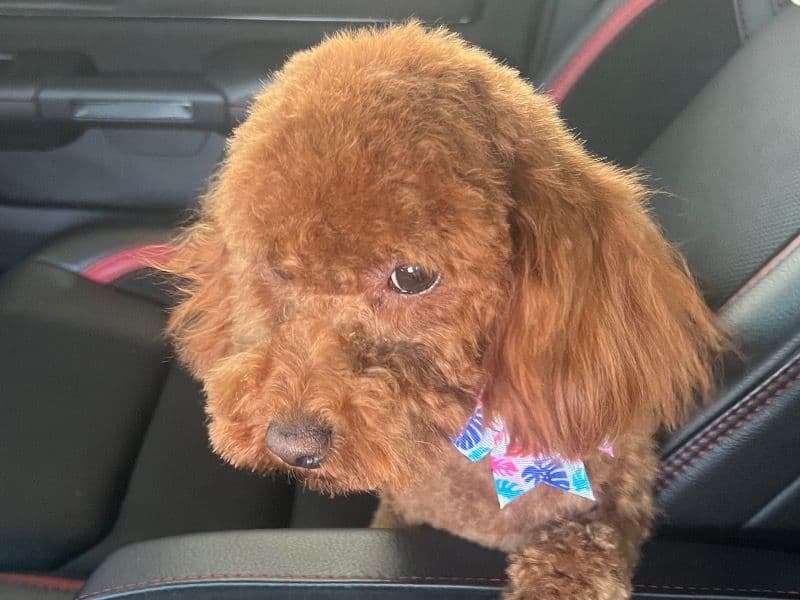 Brownie primary photo