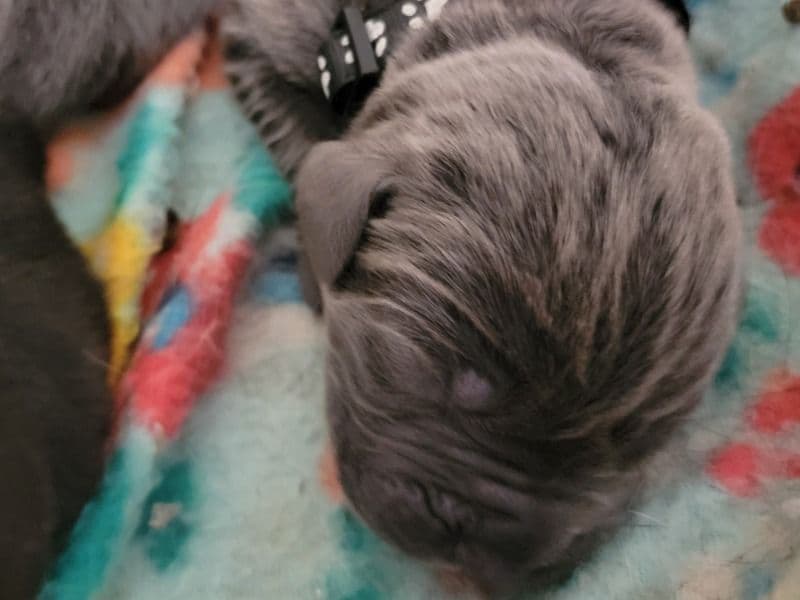 Blue Puppy primary photo