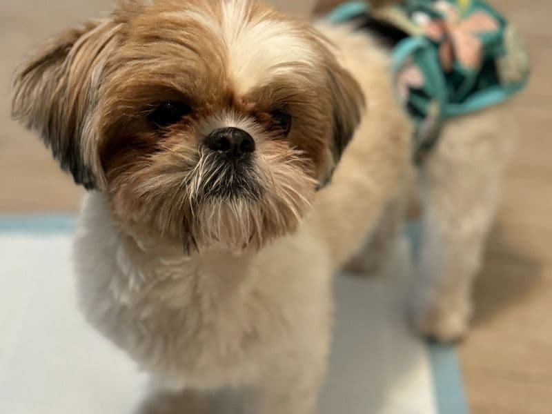 Suki primary photo