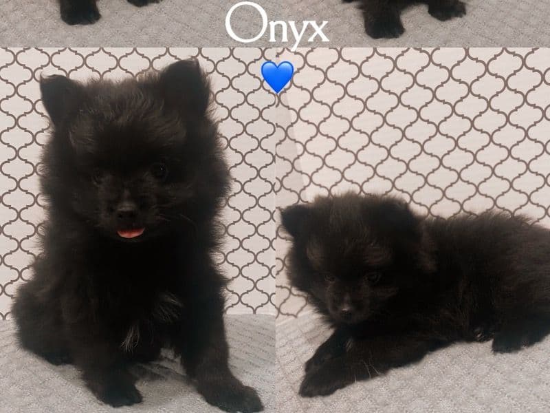 Onyx primary photo