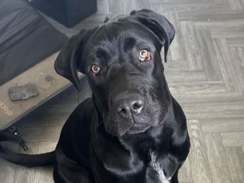 Enzo primary photo