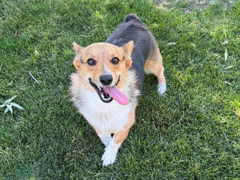 Lulu primary photo