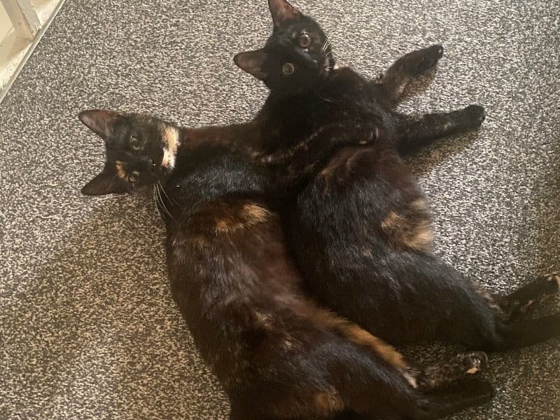 Pepsi And Max primary photo