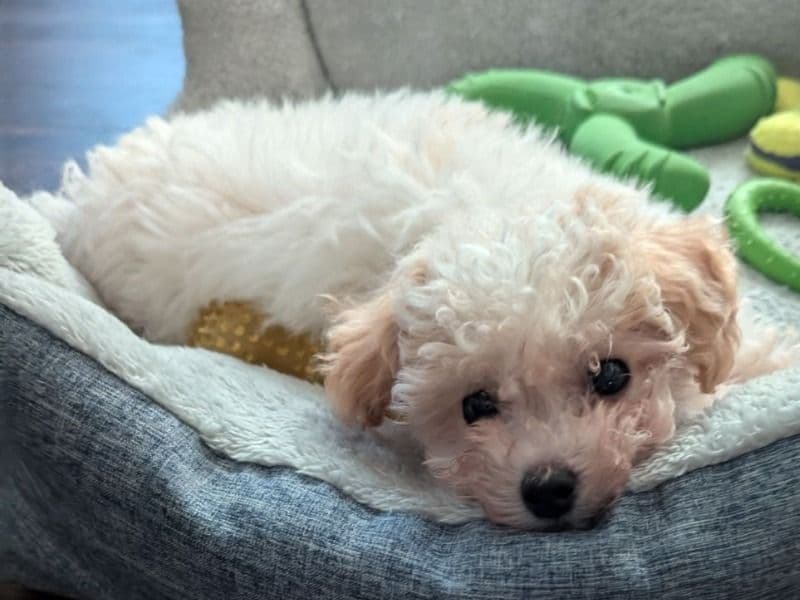 Loki primary photo