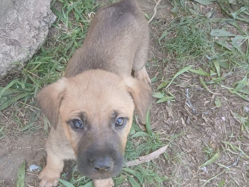 Harley primary photo
