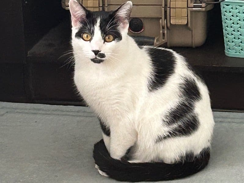 Oreo primary photo