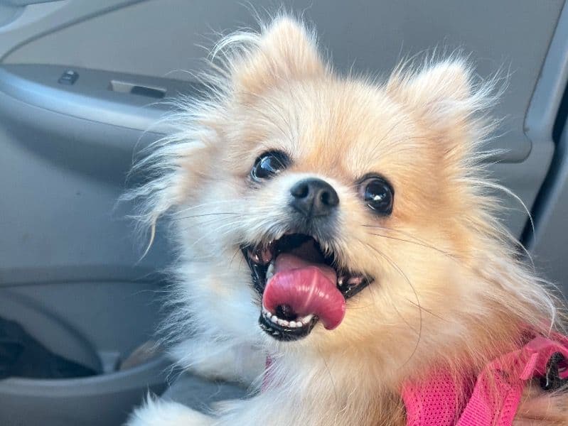 Coco primary photo