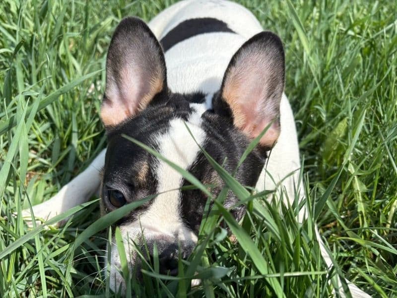 Daisy. primary photo