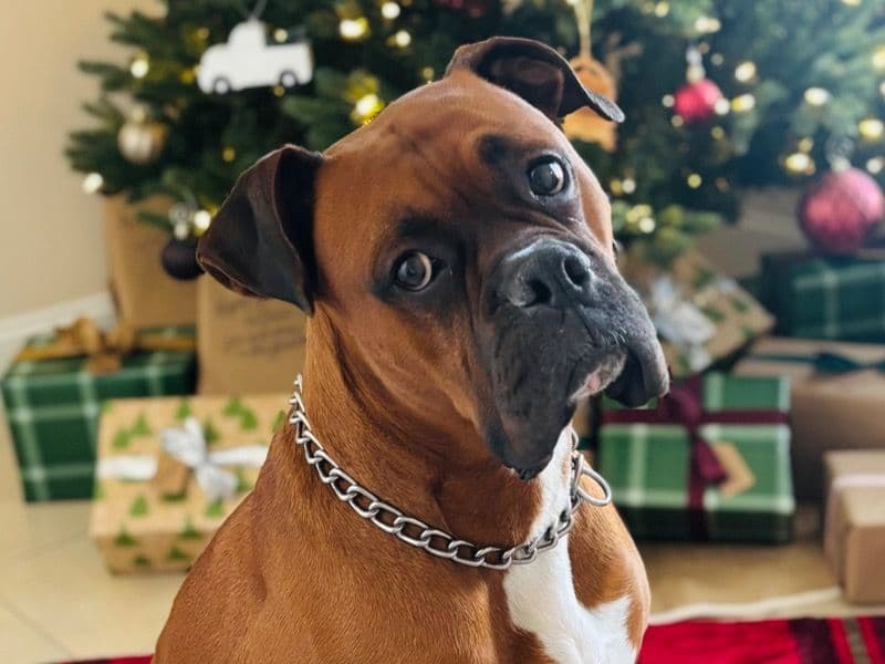 Brutus primary photo