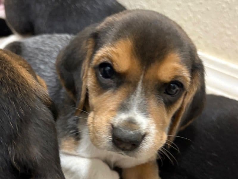 Beagles primary photo
