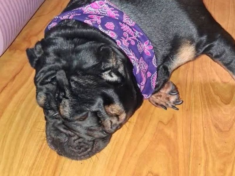 Coco primary photo