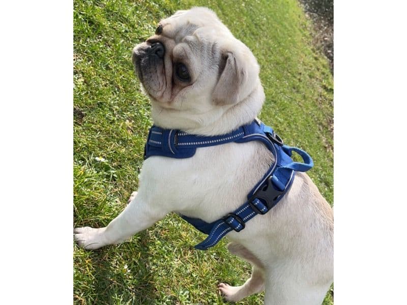 Teddy primary photo