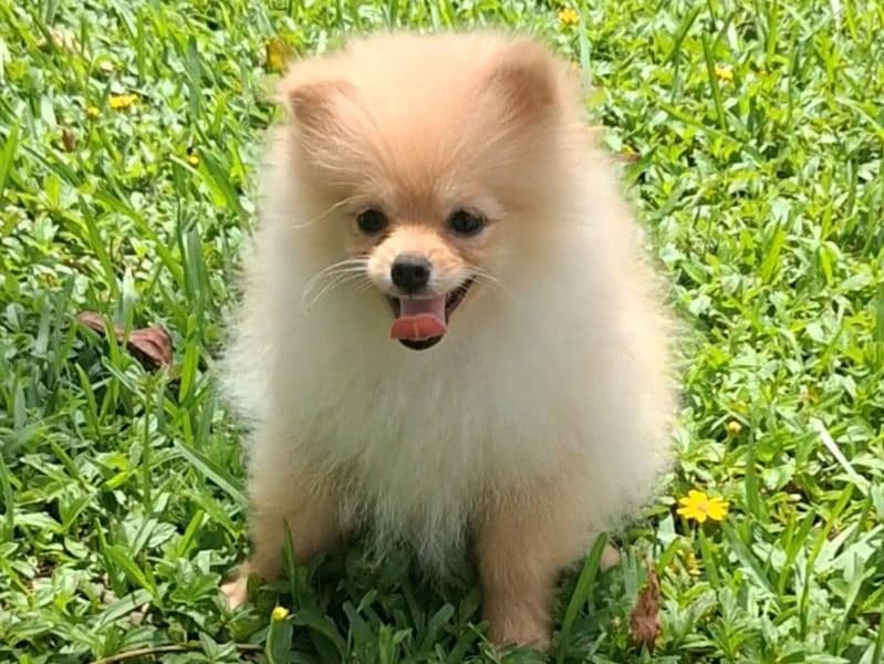 Benji primary photo