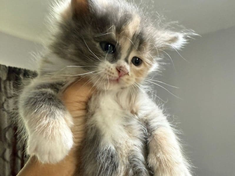 New Born primary photo