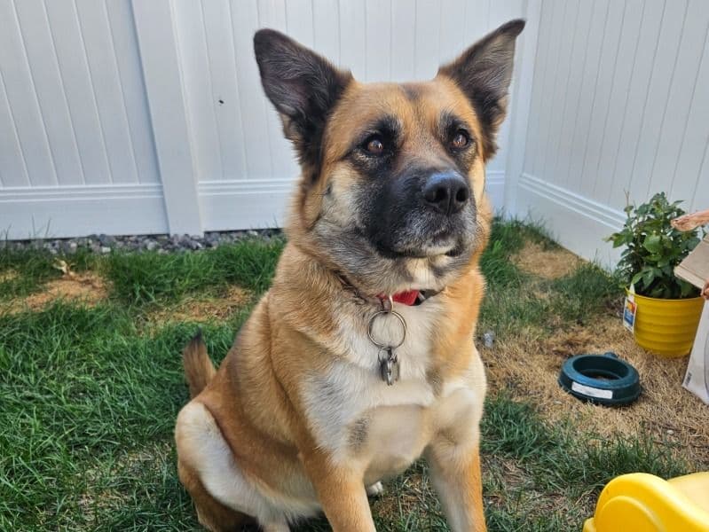Lily primary photo