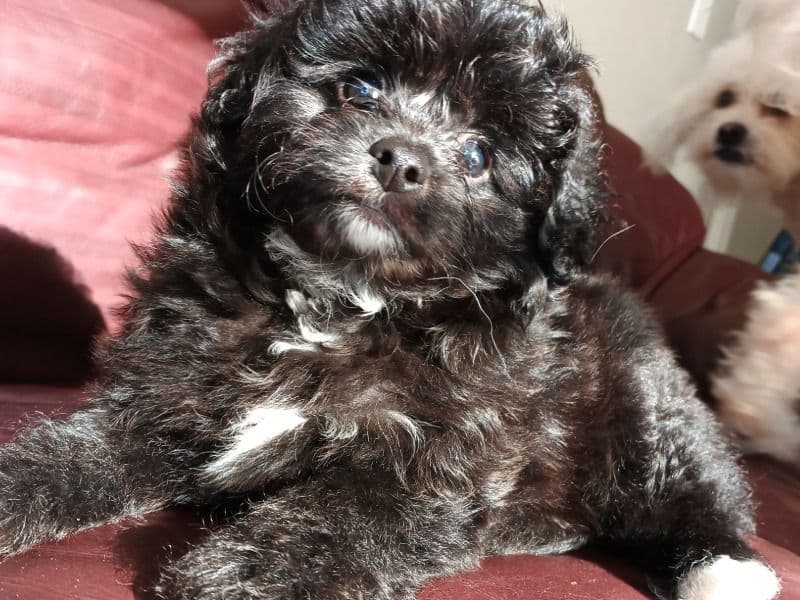 Pomshihpoo Male Puppy🖤 primary photo