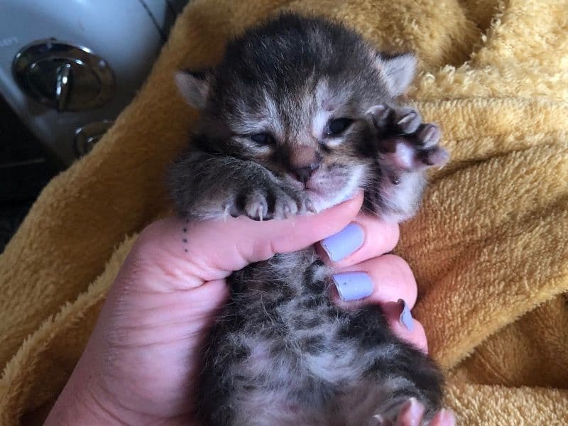 Kitten primary photo