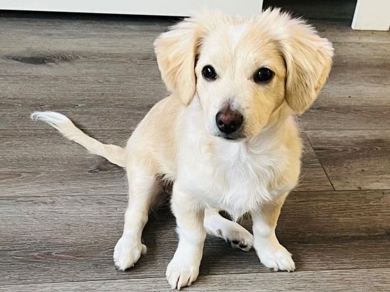 Cookie primary photo