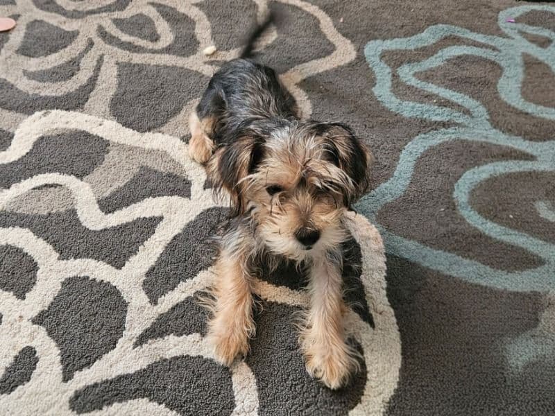 Nala primary photo