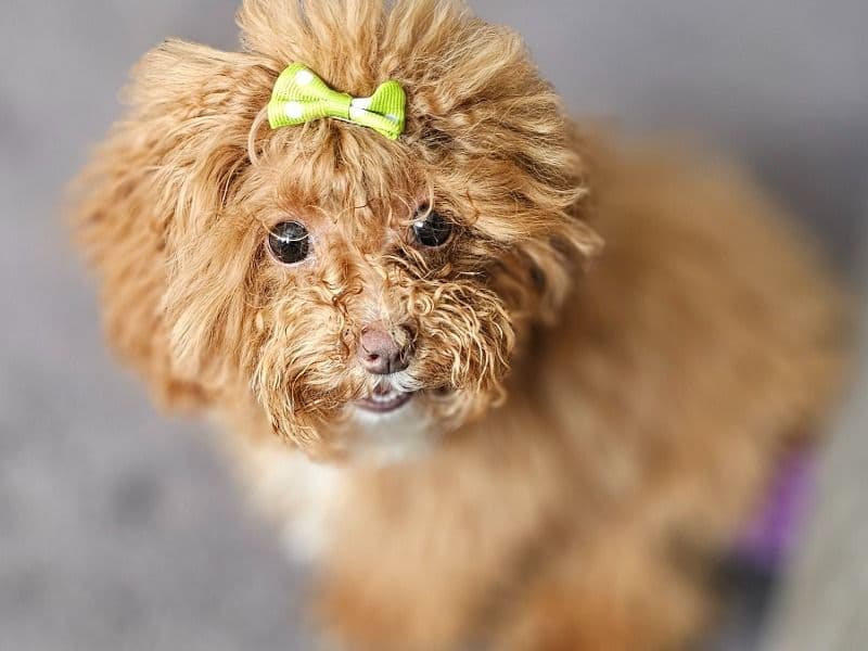 Charlie Girl primary photo
