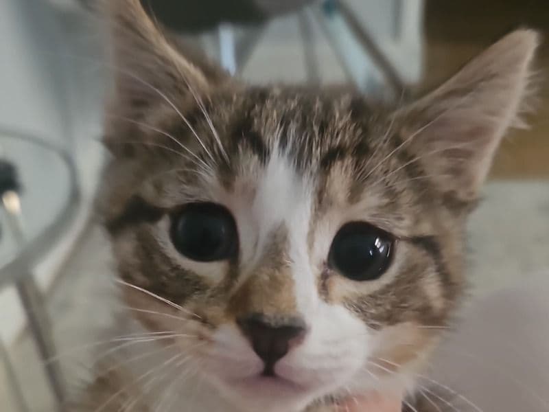 Nala primary photo