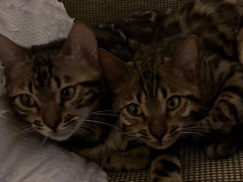 Louis And Leo primary photo