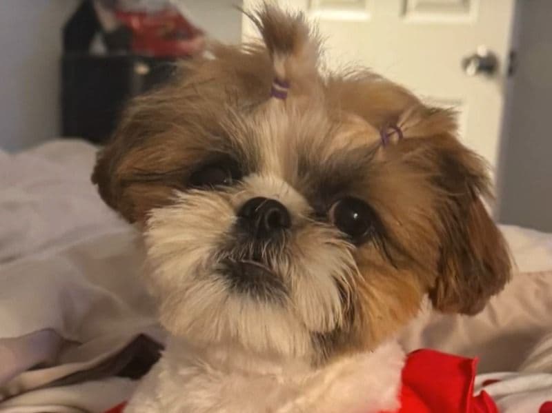 Mila primary photo