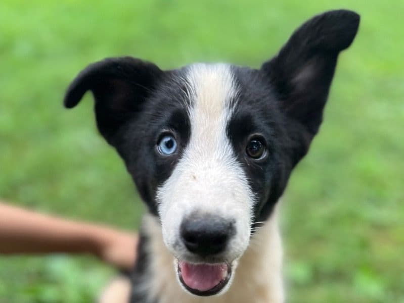 Milo primary photo