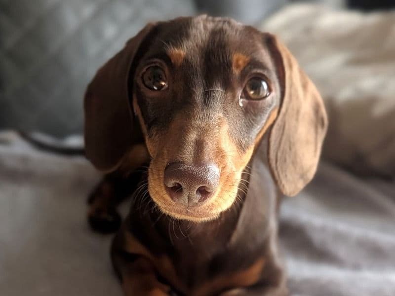 Nala primary photo