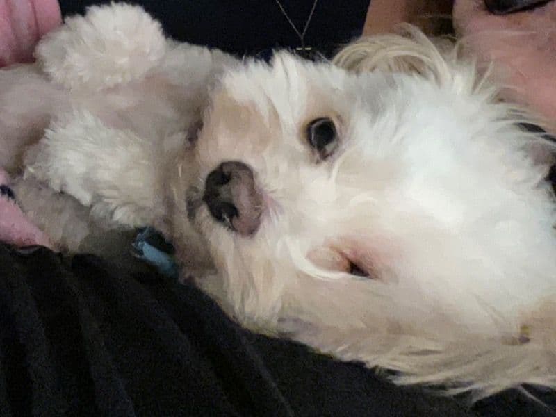 Jellybean primary photo