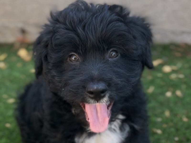 Charlie primary photo