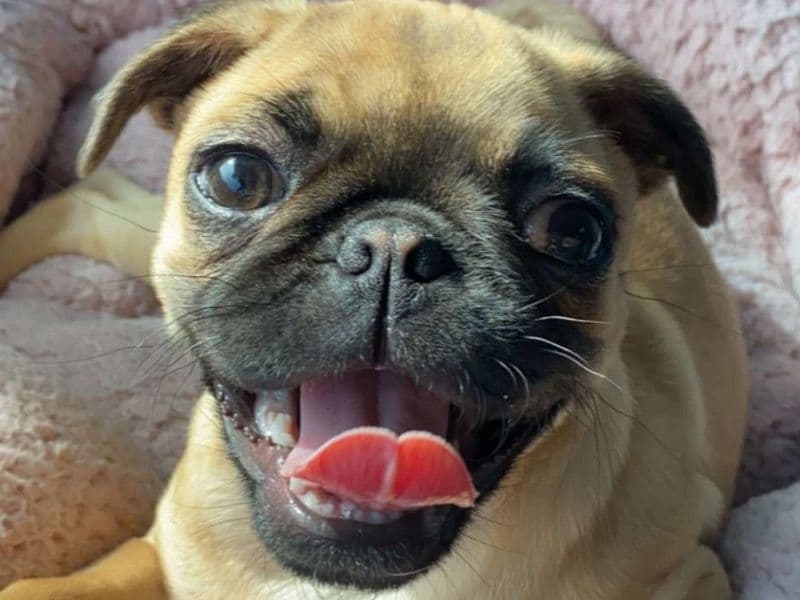 Lola primary photo