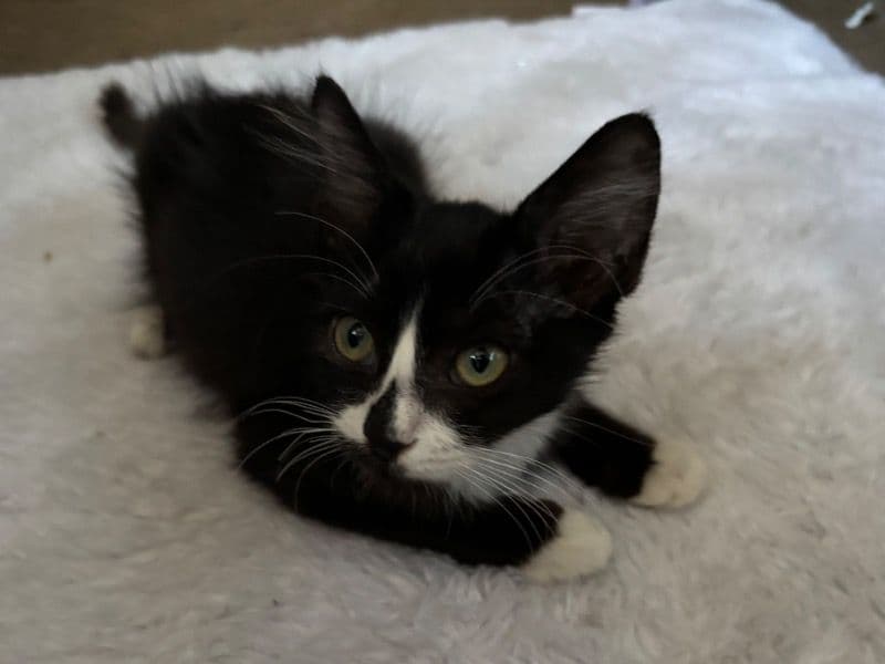 Kitty #1 primary photo