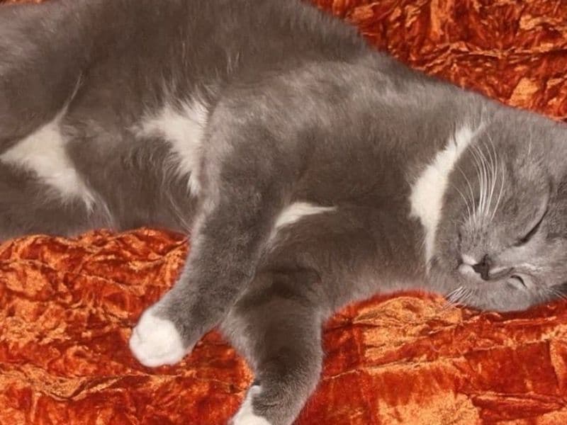 Smokey primary photo