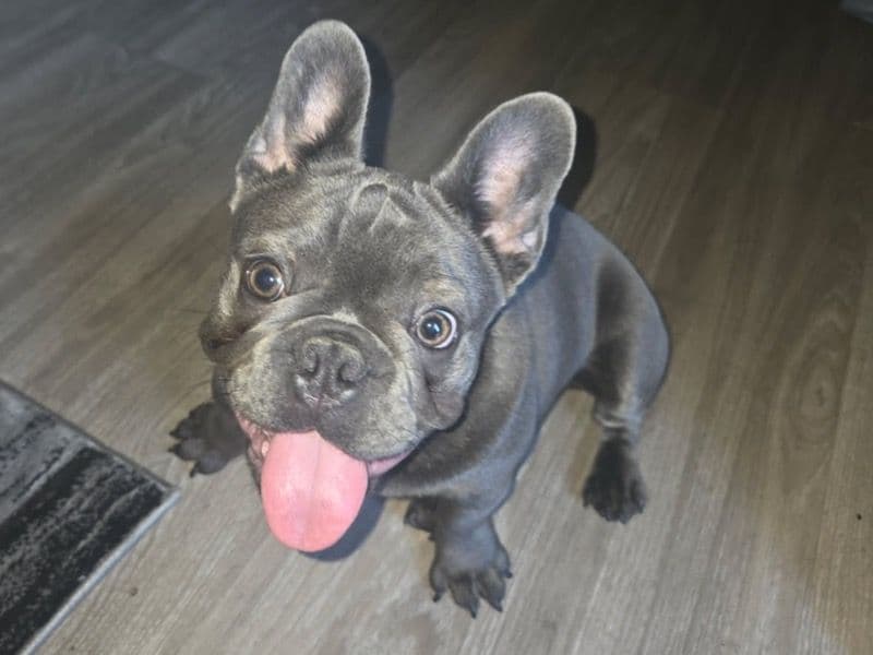 Remy primary photo