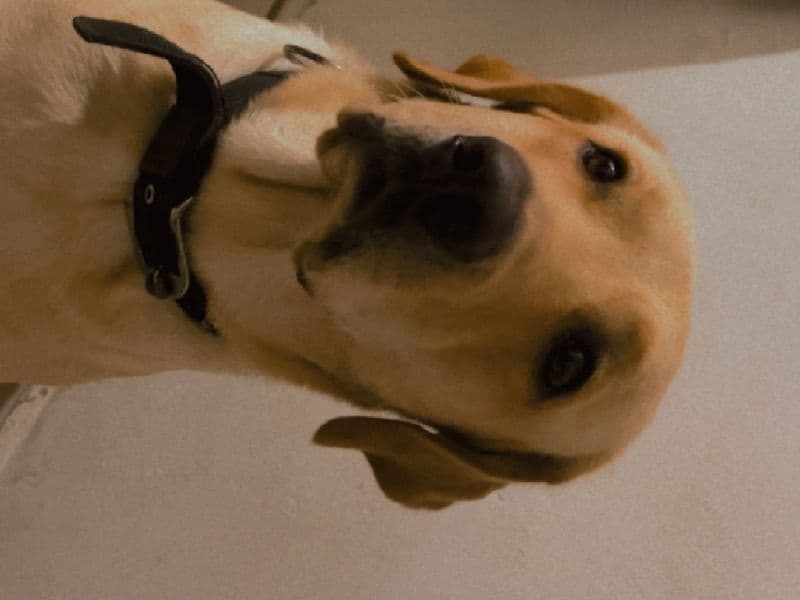 Simba primary photo