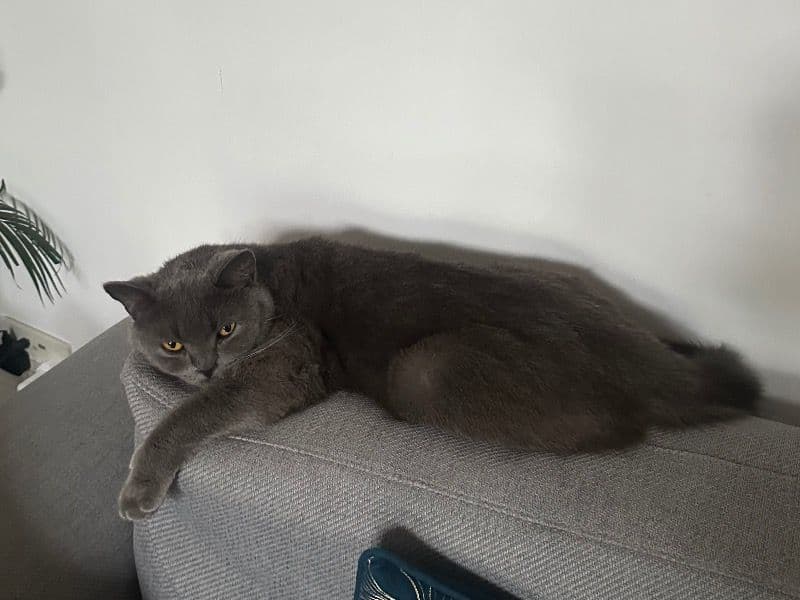 Leo primary photo