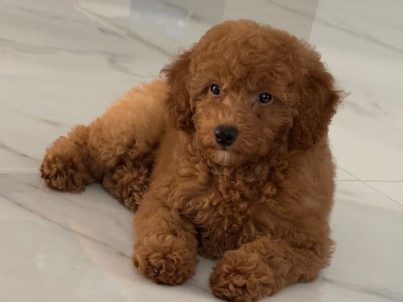 Mocha primary photo