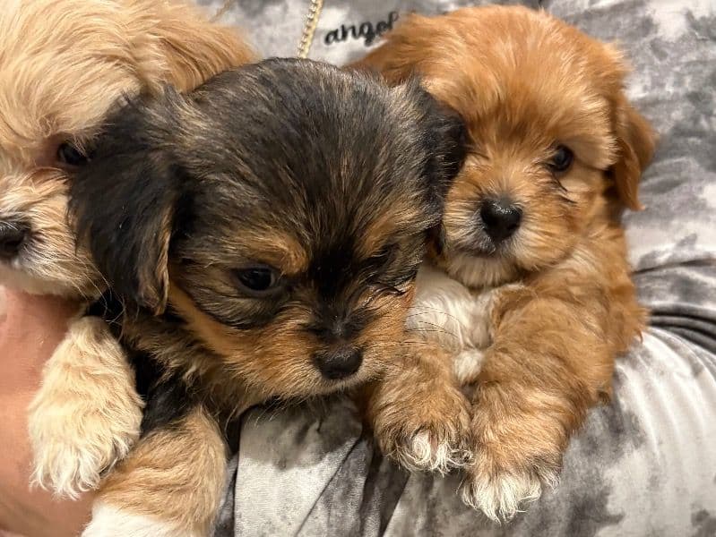 Shihpoos primary photo