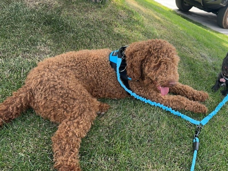 Teddy primary photo