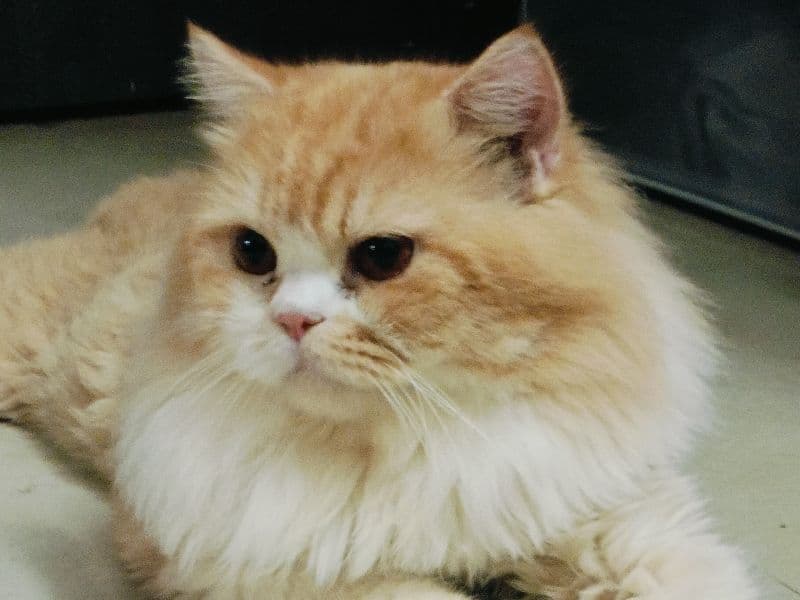 Leo primary photo