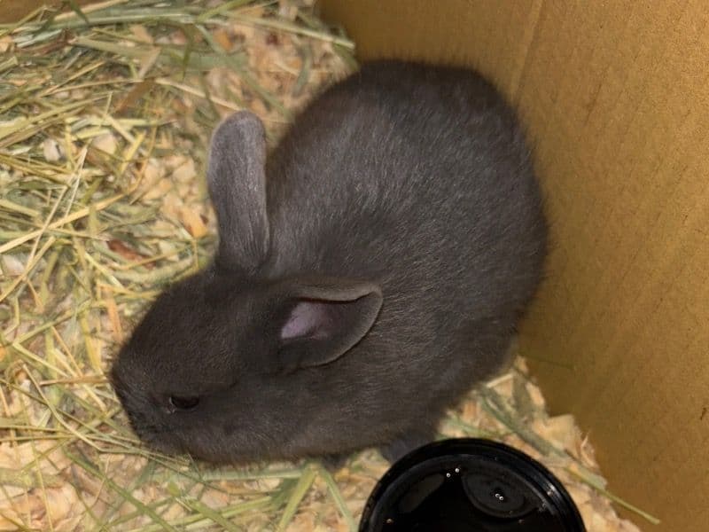Lulu primary photo