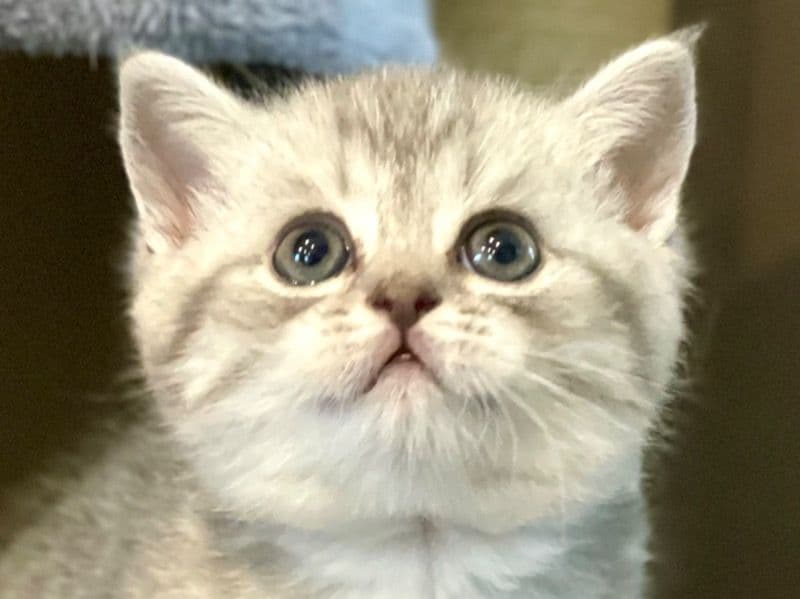 Lily primary photo
