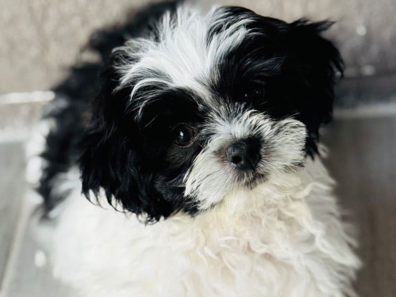 Loki primary photo