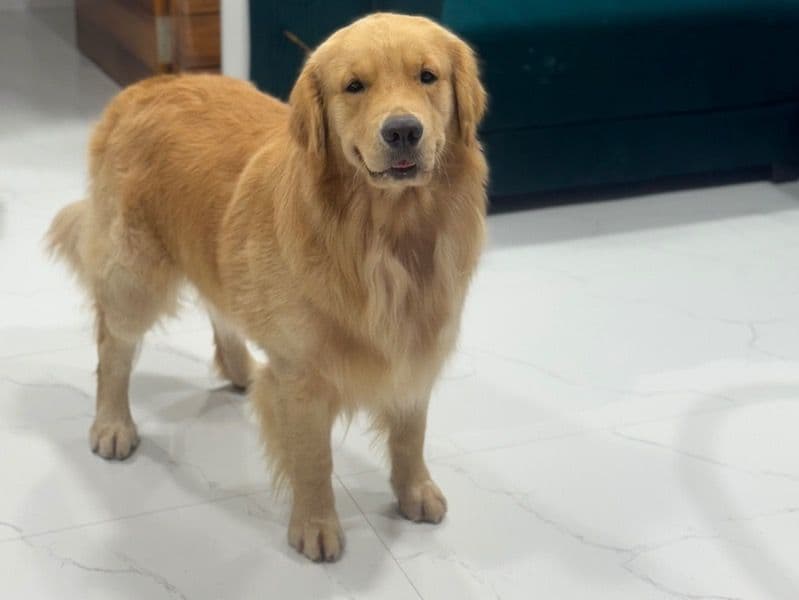 Goldy primary photo